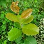 Scolopia zeyheri leaf picture by susan brown (cc-by-sa)