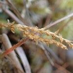 Selaginella helvetica fruit picture by Yoan MARTIN (cc-by-sa)