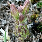 Castilleja nubigena leaf picture by Fabien Anthelme (cc-by-sa)