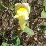 Antirrhinum latifolium flower picture by Claude Jordan (cc-by-sa)