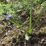Scilla bifolia habit picture by Hervé Hické (cc-by-sa)