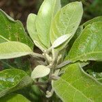 Cestrum tomentosum leaf picture by Nelson Zamora Villalobos (cc-by-nc)