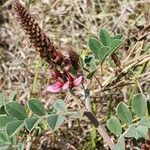 Indigofera schimperi flower picture by susan brown (cc-by-sa)