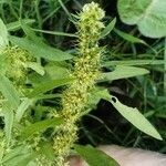 Rumex maritimus fruit picture by Genghis Attenborough (cc-by-sa)
