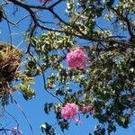 Tabebuia rosea flower picture by Secio Andre (cc-by-sa)