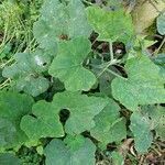 Cucurbita maxima leaf picture by barua upasana (cc-by-sa)
