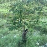 Diospyros lotus habit picture by bas yves (cc-by-sa)
