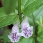 Scutellaria minor flower picture by Jacques Maréchal (cc-by-sa)