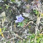Campanula lasiocarpa leaf picture by René-Louis Inglebert (cc-by-sa)