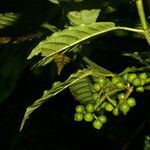 Psychotria jimenezii fruit picture by Nelson Zamora Villalobos (cc-by-nc)
