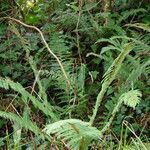 Polystichum setiferum habit picture by gilles collin (cc-by-sa)