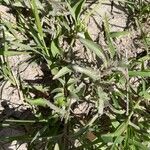 Cycnium tubulosum leaf picture by Leigh Winowiecki (cc-by-sa)