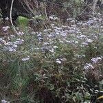 Conoclinium coelestinum habit picture by Eli Small (cc-by-sa)