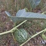 Cucurbita foetidissima fruit picture by Scribbles McGee (cc-by-sa)