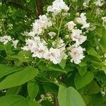 Catalpa bignonioides flower picture by Remis Míra (cc-by-sa)