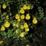 Calceolaria tenella habit picture by Daniel Barthelemy (cc-by-nc)