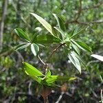 Pelliciera rhizophorae habit picture by Nelson Zamora Villalobos (cc-by-nc)
