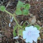 Malva hispanica leaf picture by Maarten Vanhove (cc-by-sa)