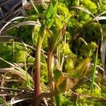 Menyanthes trifoliata habit picture by Jean-Francois Julien (cc-by-sa)