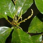 Croton schiedeanus habit picture by Nelson Zamora Villalobos (cc-by-nc)