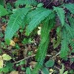 Blechnum spicant leaf picture by Didier Palissiere (cc-by-sa)