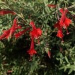 Epilobium canum flower picture by mreggiardo (cc-by-sa)