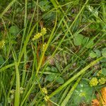 Carex pallescens habit picture by Martin Bishop (cc-by-sa)