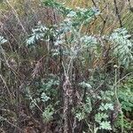 Artemisia absinthium habit picture by Lysander Meander (cc-by-sa)
