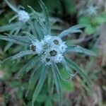 Anaphalis margaritacea flower picture by Robert Robert Courteau (cc-by-sa)
