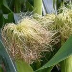 Zea mays flower picture by Sabina Hartmann (cc-by-sa)