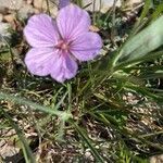 Erodium foetidum (l.) l'hér. flower picture by Eric Godineau (cc-by-sa)