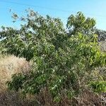 Prunus persica habit picture by Monteiro Henrique (cc-by-sa)