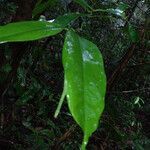 Licania canescens leaf picture by Lisa Moreno (cc-by-sa)