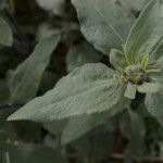 Helianthus pumilus leaf picture by Jack Pommer (cc-by-sa)
