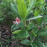 Lonicera alpigena flower picture by Lupulus Humulus (cc-by-sa)