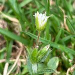 Arenaria ciliata flower picture by Fabien Anthelme (cc-by-sa)