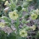 Nicotiana rustica flower picture by Olga Reszczynski (cc-by-sa)
