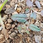 Boerhavia repens leaf picture by Lalu Achmad Tatas (cc-by-sa)