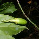Ocotea laetevirens fruit picture by Nelson Zamora Villalobos (cc-by-nc)