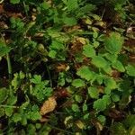 Chelidonium majus habit picture by Zharfezz (cc-by-sa)