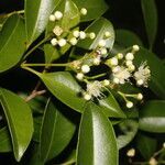 Myrcianthes fragrans leaf picture by Nelson Zamora Villalobos (cc-by-nc)