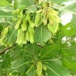 Terminalia macroptera fruit picture by Mohamed SAOUKPAI (cc-by-sa)