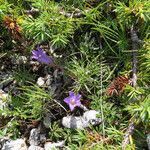 Edraianthus graminifolius habit picture by Emanuele Santarelli (cc-by-sa)
