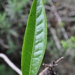 Psiadia laurifolia leaf picture by P. Bonnet (cc-by-sa)