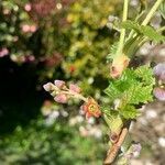 Ribes nigrum flower picture by Eric Hall (cc-by-sa)