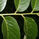 Dussia martinicensis leaf picture by Nelson Zamora Villalobos (cc-by-nc)