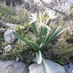 Pancratium illyricum habit picture by beurny (cc-by-sa)