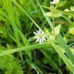 Stellaria aquatica flower picture by Jaak Pärtel (cc-by-sa)