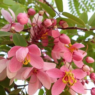 Cassia javanica subsp. agnes unspecified picture