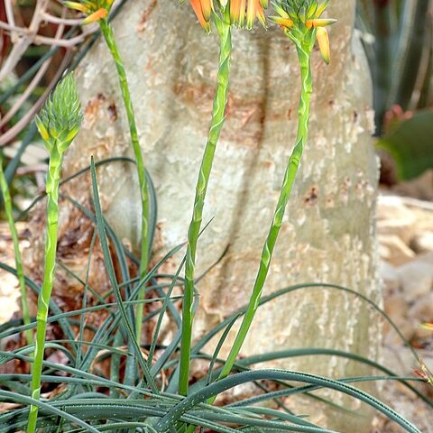 Aloe unspecified picture